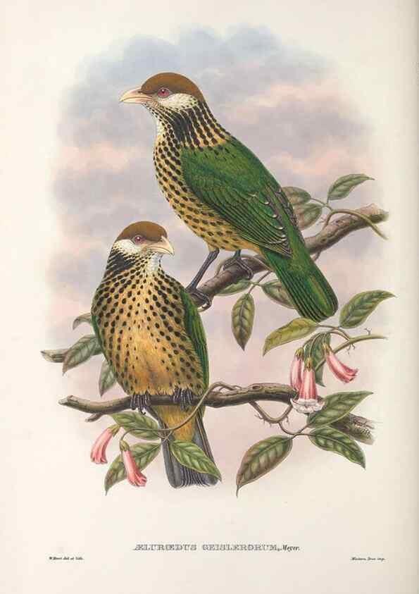 Reproducción/Reproduction 48367298096: Monograph of the Paradiseidae, or birds of paradise and Ptilonorhynchidae, or bower-birds.. London :H. Sotheran & Co.,1891-98.. 
