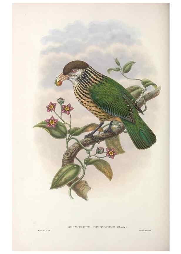 Reproducción/Reproduction 48367434482: Monograph of the Paradiseidae, or birds of paradise and Ptilonorhynchidae, or bower-birds.. London :H. Sotheran & Co.,1891-98.. 