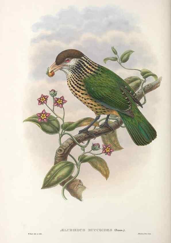 Reproducción/Reproduction 48367434482: Monograph of the Paradiseidae, or birds of paradise and Ptilonorhynchidae, or bower-birds.. London :H. Sotheran & Co.,1891-98.. 