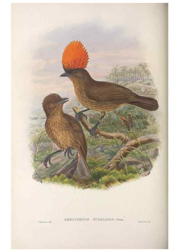Reproducción/Reproduction 48367271671: Monograph of the Paradiseidae, or birds of paradise and Ptilonorhynchidae, or bower-birds.. London :H. Sotheran & Co.,1891-98.. 