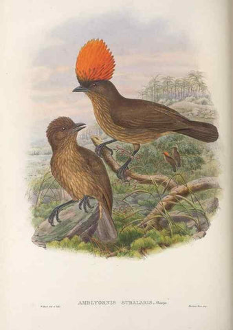 Reproducción/Reproduction 48367271671: Monograph of the Paradiseidae, or birds of paradise and Ptilonorhynchidae, or bower-birds.. London :H. Sotheran & Co.,1891-98.. 