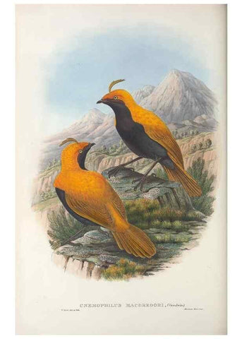 Reproducción/Reproduction 48367272266: Monograph of the Paradiseidae, or birds of paradise and Ptilonorhynchidae, or bower-birds.. London :H. Sotheran & Co.,1891-98.. 