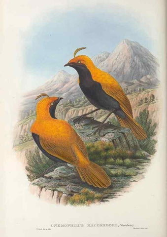Reproducción/Reproduction 48367272266: Monograph of the Paradiseidae, or birds of paradise and Ptilonorhynchidae, or bower-birds.. London :H. Sotheran & Co.,1891-98.. 