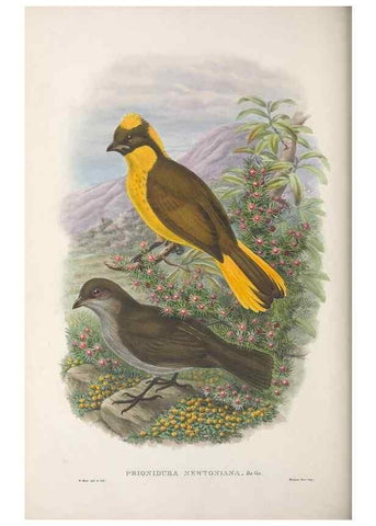 Reproducción/Reproduction 48367272771: Monograph of the Paradiseidae, or birds of paradise and Ptilonorhynchidae, or bower-birds.. London :H. Sotheran & Co.,1891-98.. 