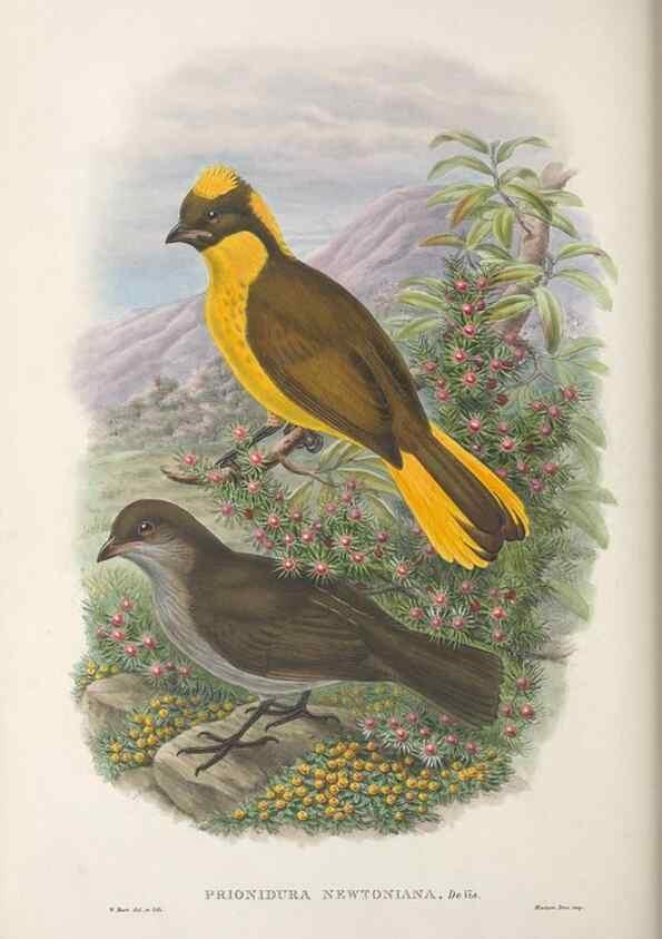 Reproducción/Reproduction 48367272771: Monograph of the Paradiseidae, or birds of paradise and Ptilonorhynchidae, or bower-birds.. London :H. Sotheran & Co.,1891-98.. 