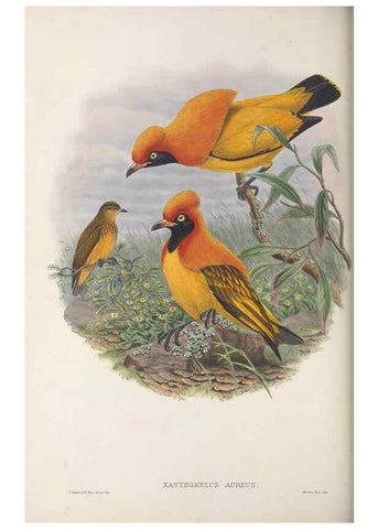 Reproducción/Reproduction 48367409867: Monograph of the Paradiseidae, or birds of paradise and Ptilonorhynchidae, or bower-birds.. London :H. Sotheran & Co.,1891-98.. 