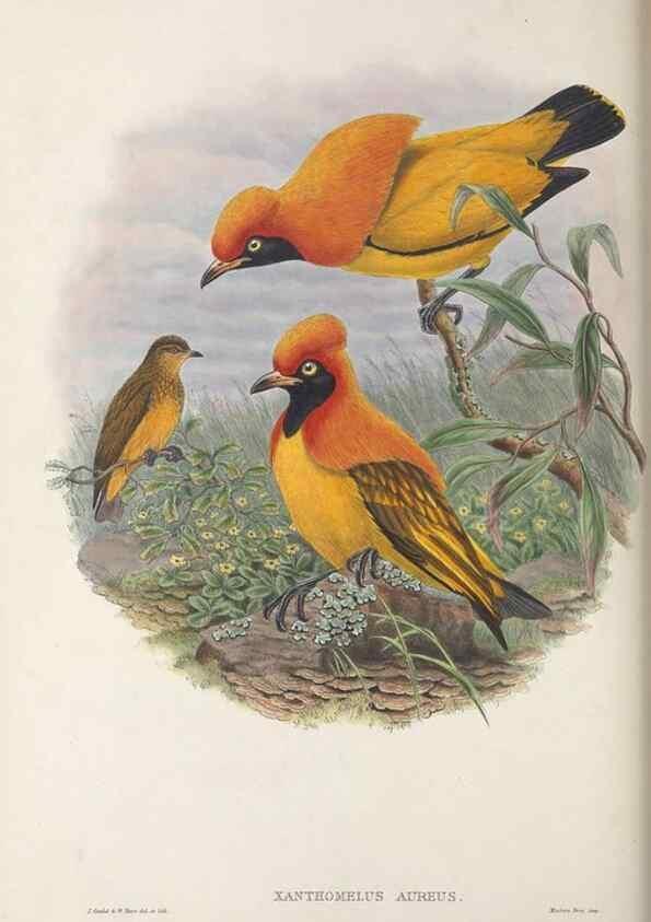 Reproducción/Reproduction 48367409867: Monograph of the Paradiseidae, or birds of paradise and Ptilonorhynchidae, or bower-birds.. London :H. Sotheran & Co.,1891-98.. 