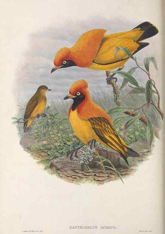 Reproducción/Reproduction 48367409867: Monograph of the Paradiseidae, or birds of paradise and Ptilonorhynchidae, or bower-birds.. London :H. Sotheran & Co.,1891-98.. 
