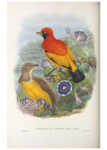 Reproducción/Reproduction 48367410522: Monograph of the Paradiseidae, or birds of paradise and Ptilonorhynchidae, or bower-birds.. London :H. Sotheran & Co.,1891-98.. 