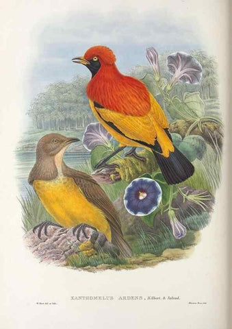 Reproducción/Reproduction 48367410522: Monograph of the Paradiseidae, or birds of paradise and Ptilonorhynchidae, or bower-birds.. London :H. Sotheran & Co.,1891-98.. 