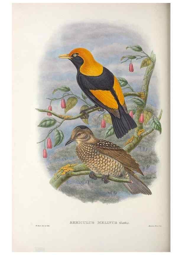 Reproducción/Reproduction 48367274626: Monograph of the Paradiseidae, or birds of paradise and Ptilonorhynchidae, or bower-birds.. London :H. Sotheran & Co.,1891-98.. 
