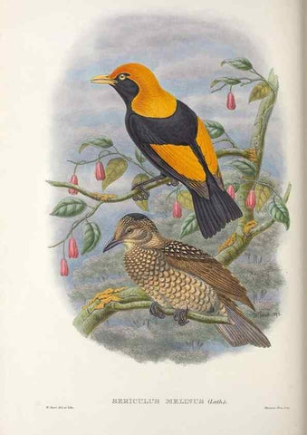 Reproducción/Reproduction 48367274626: Monograph of the Paradiseidae, or birds of paradise and Ptilonorhynchidae, or bower-birds.. London :H. Sotheran & Co.,1891-98.. 