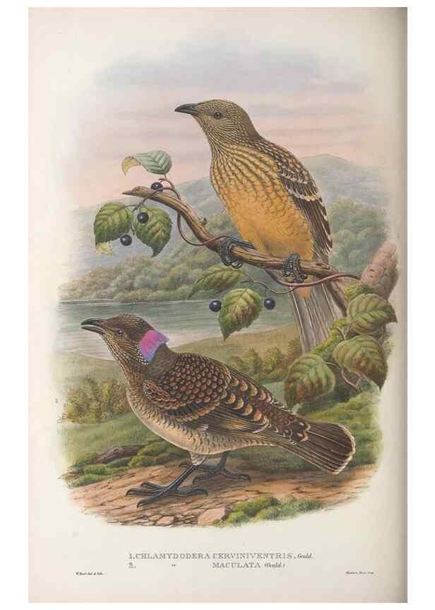 Reproducción/Reproduction 48367411617: Monograph of the Paradiseidae, or birds of paradise and Ptilonorhynchidae, or bower-birds.. London :H. Sotheran & Co.,1891-98.. 