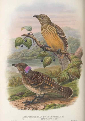 Reproducción/Reproduction 48367411617: Monograph of the Paradiseidae, or birds of paradise and Ptilonorhynchidae, or bower-birds.. London :H. Sotheran & Co.,1891-98.. 