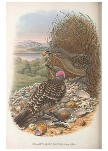 Reproducción/Reproduction 48367412862: Monograph of the Paradiseidae, or birds of paradise and Ptilonorhynchidae, or bower-birds.. London :H. Sotheran & Co.,1891-98.. 