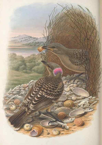 Reproducción/Reproduction 48367412862: Monograph of the Paradiseidae, or birds of paradise and Ptilonorhynchidae, or bower-birds.. London :H. Sotheran & Co.,1891-98.. 