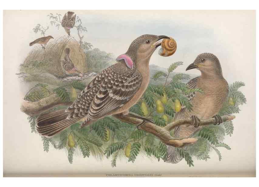 Reproducción/Reproduction 48367413347: Monograph of the Paradiseidae, or birds of paradise and Ptilonorhynchidae, or bower-birds.. London :H. Sotheran & Co.,1891-98.. 