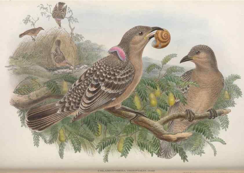 Reproducción/Reproduction 48367413347: Monograph of the Paradiseidae, or birds of paradise and Ptilonorhynchidae, or bower-birds.. London :H. Sotheran & Co.,1891-98.. 