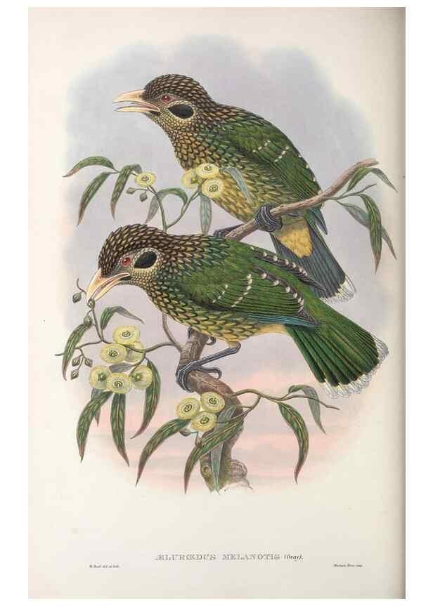 Reproducción/Reproduction 48367413832: Monograph of the Paradiseidae, or birds of paradise and Ptilonorhynchidae, or bower-birds.. London :H. Sotheran & Co.,1891-98.. 