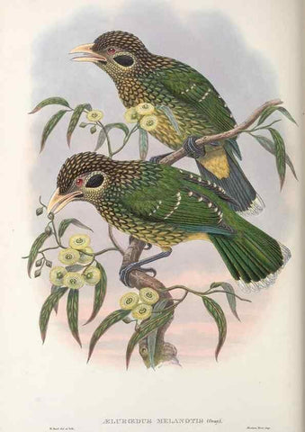Reproducción/Reproduction 48367413832: Monograph of the Paradiseidae, or birds of paradise and Ptilonorhynchidae, or bower-birds.. London :H. Sotheran & Co.,1891-98.. 