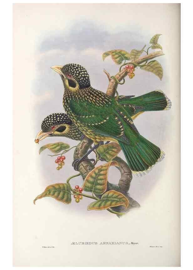 Reproducción/Reproduction 48367277916: Monograph of the Paradiseidae, or birds of paradise and Ptilonorhynchidae, or bower-birds.. London :H. Sotheran & Co.,1891-98.. 