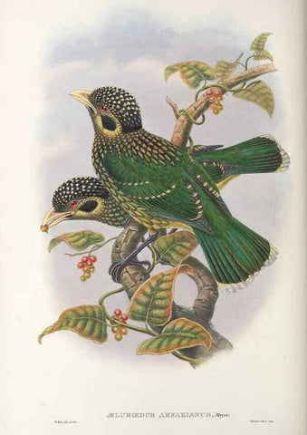 Reproducción/Reproduction 48367277916: Monograph of the Paradiseidae, or birds of paradise and Ptilonorhynchidae, or bower-birds.. London :H. Sotheran & Co.,1891-98.. 