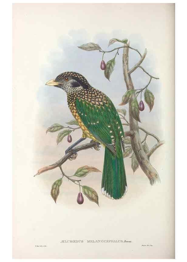 Reproducción/Reproduction 48367414772: Monograph of the Paradiseidae, or birds of paradise and Ptilonorhynchidae, or bower-birds.. London :H. Sotheran & Co.,1891-98.. 