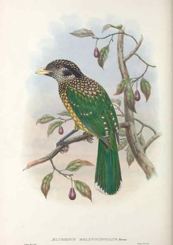 Reproducción/Reproduction 48367414772: Monograph of the Paradiseidae, or birds of paradise and Ptilonorhynchidae, or bower-birds.. London :H. Sotheran & Co.,1891-98.. 
