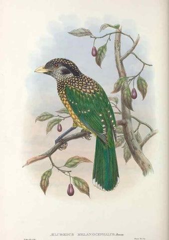 Reproducción/Reproduction 48367414772: Monograph of the Paradiseidae, or birds of paradise and Ptilonorhynchidae, or bower-birds.. London :H. Sotheran & Co.,1891-98.. 