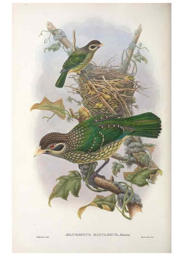 Reproducción/Reproduction 48367294226: Monograph of the Paradiseidae, or birds of paradise and Ptilonorhynchidae, or bower-birds.. London :H. Sotheran & Co.,1891-98.. 