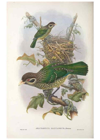 Reproducción/Reproduction 48367294226: Monograph of the Paradiseidae, or birds of paradise and Ptilonorhynchidae, or bower-birds.. London :H. Sotheran & Co.,1891-98.. 
