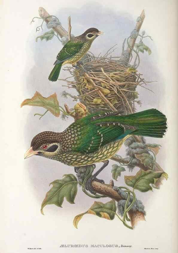 Reproducción/Reproduction 48367294226: Monograph of the Paradiseidae, or birds of paradise and Ptilonorhynchidae, or bower-birds.. London :H. Sotheran & Co.,1891-98.. 