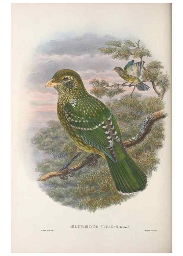 Reproducción/Reproduction 48367297146: Monograph of the Paradiseidae, or birds of paradise and Ptilonorhynchidae, or bower-birds.. London :H. Sotheran & Co.,1891-98.. 