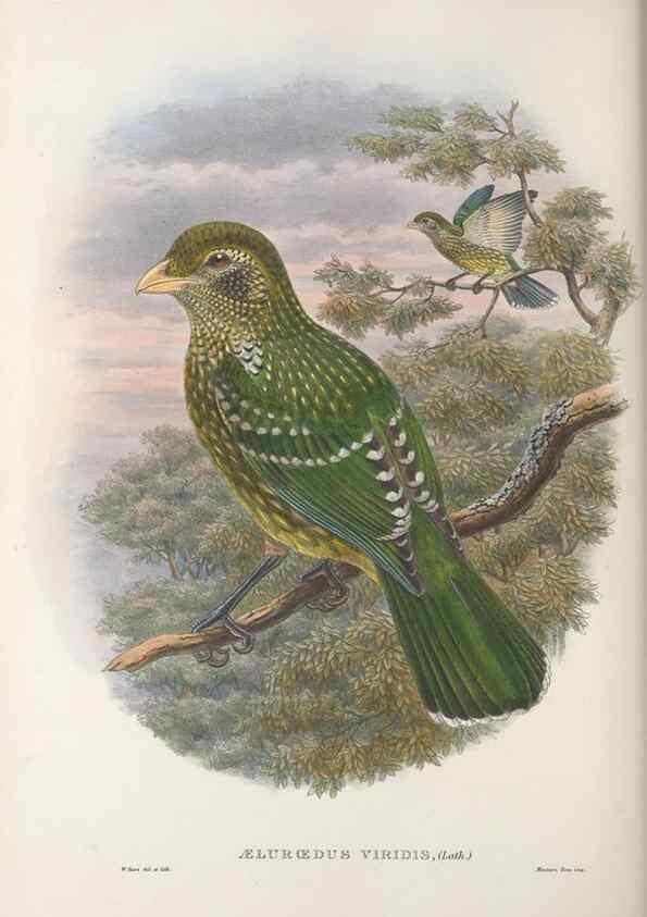 Reproducción/Reproduction 48367297146: Monograph of the Paradiseidae, or birds of paradise and Ptilonorhynchidae, or bower-birds.. London :H. Sotheran & Co.,1891-98.. 