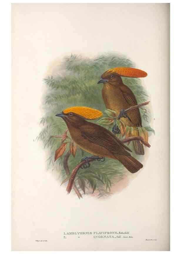 Reproducción/Reproduction 48367407172: Monograph of the Paradiseidae, or birds of paradise and Ptilonorhynchidae, or bower-birds.. London :H. Sotheran & Co.,1891-98.. 