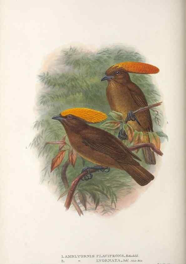 Reproducción/Reproduction 48367407172: Monograph of the Paradiseidae, or birds of paradise and Ptilonorhynchidae, or bower-birds.. London :H. Sotheran & Co.,1891-98.. 