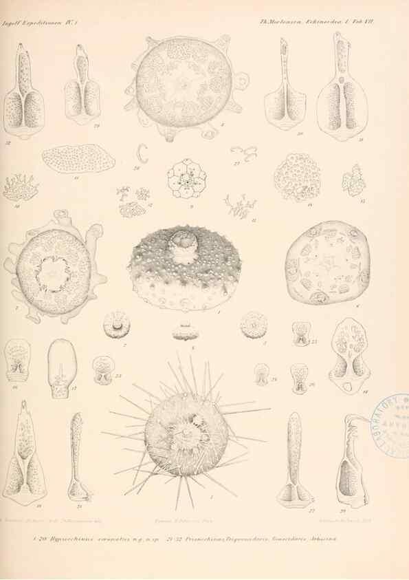 Reproducción/Reproduction 48422227312: The Danish Ingolf-Expedition.. Copenhagen :H. Hagerup,1899-1928.. 