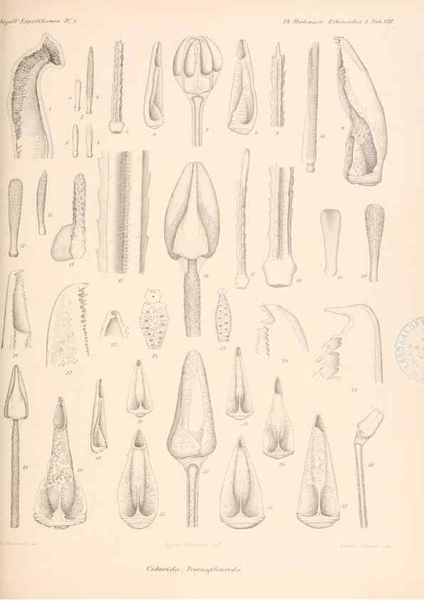 Reproducción/Reproduction 48422227667: The Danish Ingolf-Expedition.. Copenhagen :H. Hagerup,1899-1928.. 