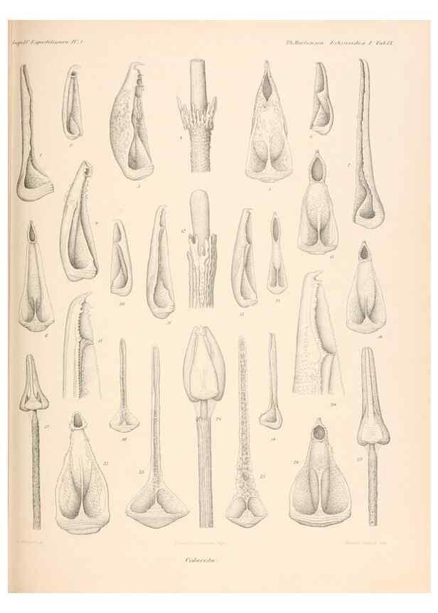 Reproducción/Reproduction 48422228012: The Danish Ingolf-Expedition.. Copenhagen :H. Hagerup,1899-1928.. 