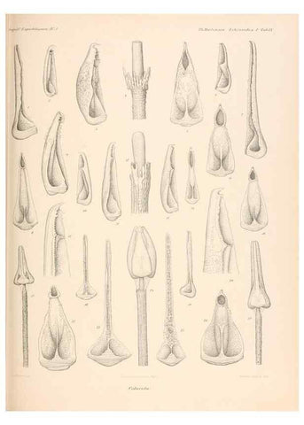 Reproducción/Reproduction 48422228012: The Danish Ingolf-Expedition.. Copenhagen :H. Hagerup,1899-1928.. 