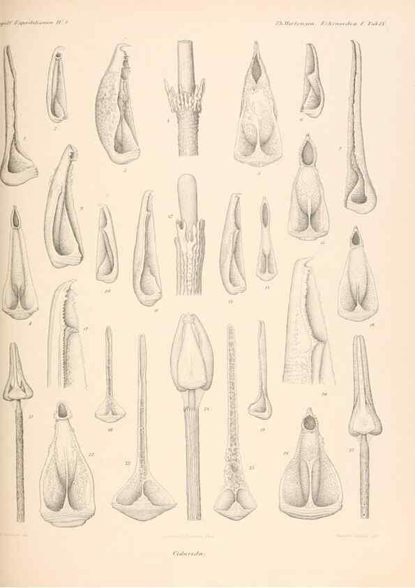 Reproducción/Reproduction 48422228012: The Danish Ingolf-Expedition.. Copenhagen :H. Hagerup,1899-1928.. 