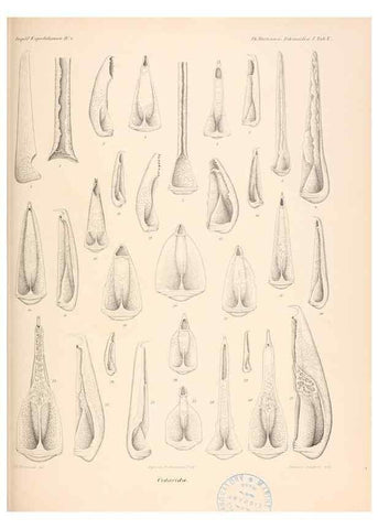 Reproducción/Reproduction 48422228297: The Danish Ingolf-Expedition.. Copenhagen :H. Hagerup,1899-1928.. 