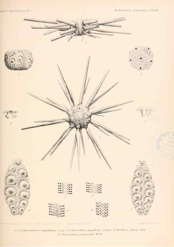 Reproducción/Reproduction 48422226957: The Danish Ingolf-Expedition.. Copenhagen :H. Hagerup,1899-1928.. 