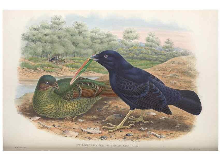 Reproducción/Reproduction 48367270101: Monograph of the Paradiseidae, or birds of paradise and Ptilonorhynchidae, or bower-birds.. London :H. Sotheran & Co.,1891-98.. 