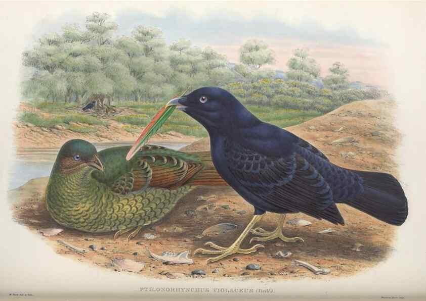 Reproducción/Reproduction 48367270101: Monograph of the Paradiseidae, or birds of paradise and Ptilonorhynchidae, or bower-birds.. London :H. Sotheran & Co.,1891-98.. 