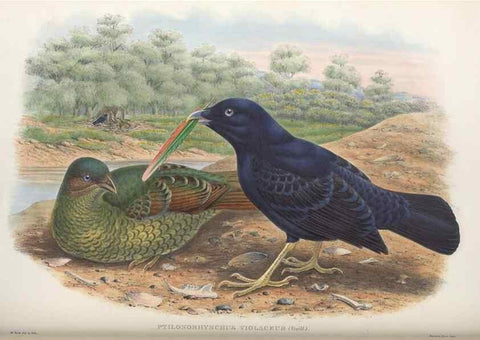 Reproducción/Reproduction 48367270101: Monograph of the Paradiseidae, or birds of paradise and Ptilonorhynchidae, or bower-birds.. London :H. Sotheran & Co.,1891-98.. 
