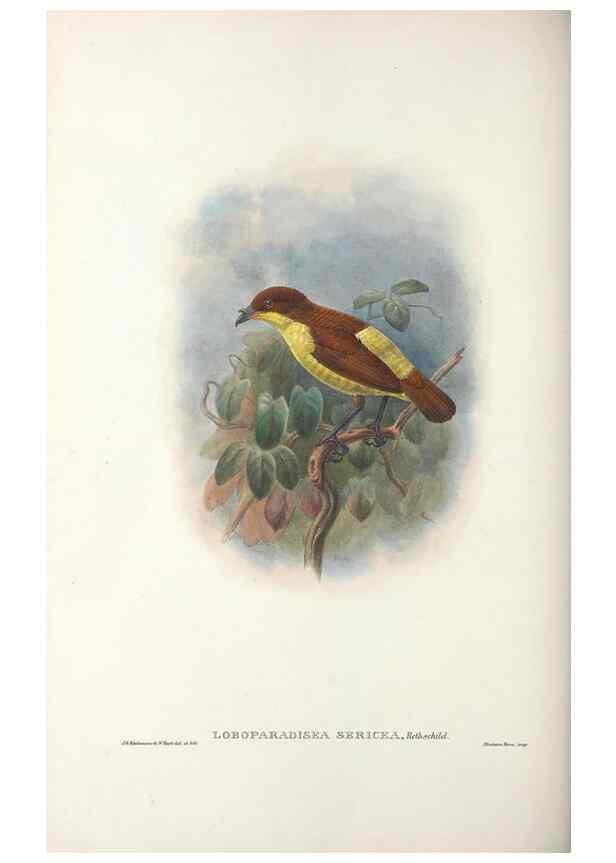 Reproducción/Reproduction 48367268946: Monograph of the Paradiseidae, or birds of paradise and Ptilonorhynchidae, or bower-birds.. London :H. Sotheran & Co.,1891-98.. 
