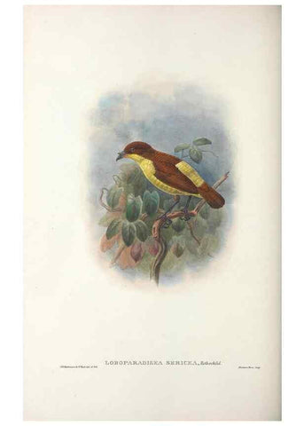Reproducción/Reproduction 48367268946: Monograph of the Paradiseidae, or birds of paradise and Ptilonorhynchidae, or bower-birds.. London :H. Sotheran & Co.,1891-98.. 