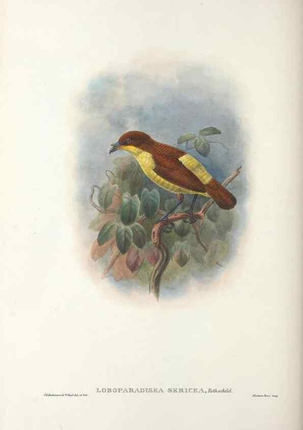 Reproducción/Reproduction 48367268946: Monograph of the Paradiseidae, or birds of paradise and Ptilonorhynchidae, or bower-birds.. London :H. Sotheran & Co.,1891-98.. 