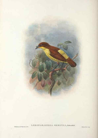 Reproducción/Reproduction 48367268946: Monograph of the Paradiseidae, or birds of paradise and Ptilonorhynchidae, or bower-birds.. London :H. Sotheran & Co.,1891-98.. 